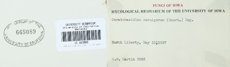 Ceratobasidium cornigerum image