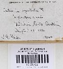 Cortinarius argenteopileatus image