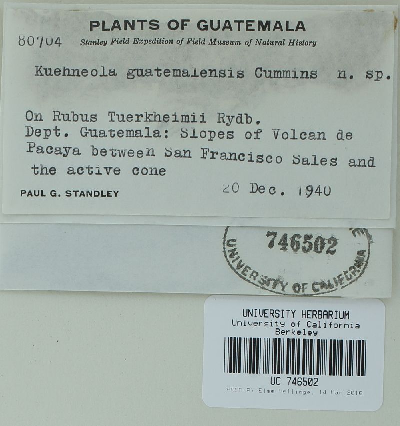 Kuehneola guatemalensis image