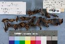 Cortinarius hercynicus image