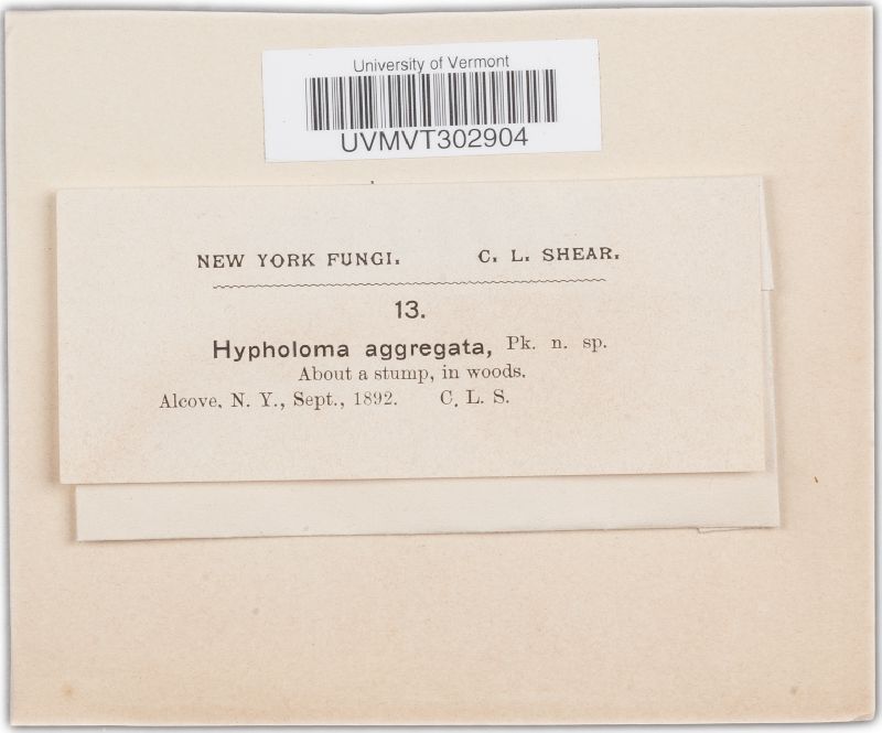 Hypholoma aggregatum image