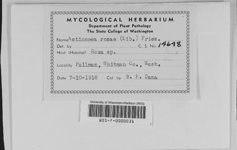 Actinonema image