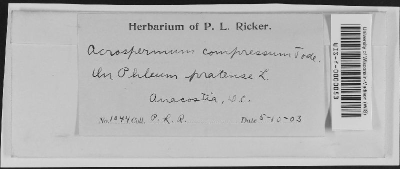 Acrospermum image