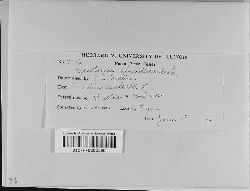 Aecidium abscedens image
