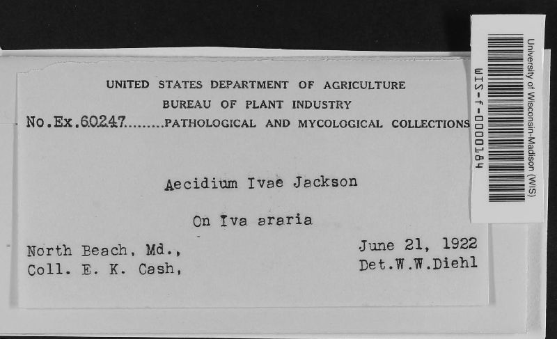 Aecidium ivae image