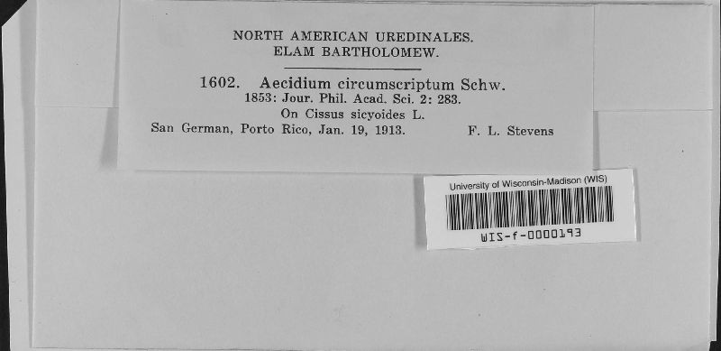 Endophyllum circumscriptum image