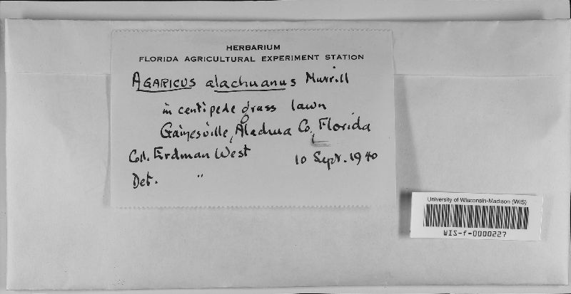 Agaricus alachuanus image