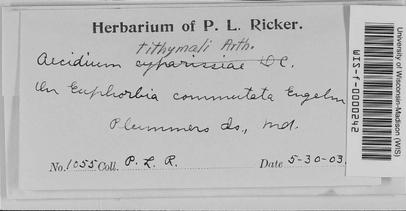Aecidium tithymali image