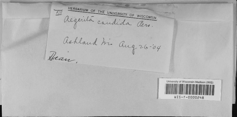 Aegerita image