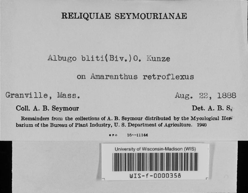 Albuginaceae image