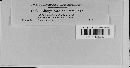Albugo candida image