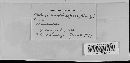 Albugo candida image