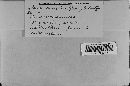 Albugo candida image