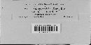 Albugo candida image