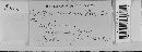 Albugo candida image