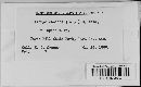 Albugo candida image
