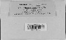 Albugo candida image