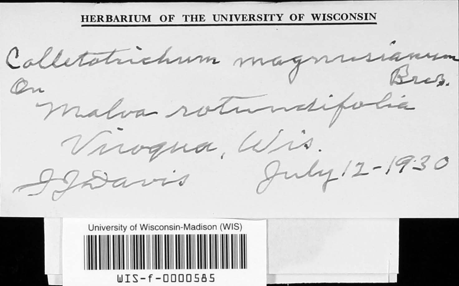 Colletotrichum magnusianum image
