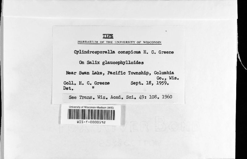 Sydowiellaceae image