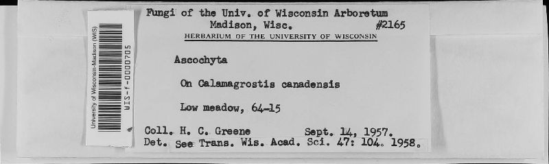 Didymellaceae image