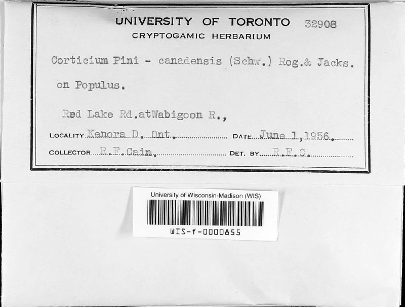 Corticium pini-canadensis image