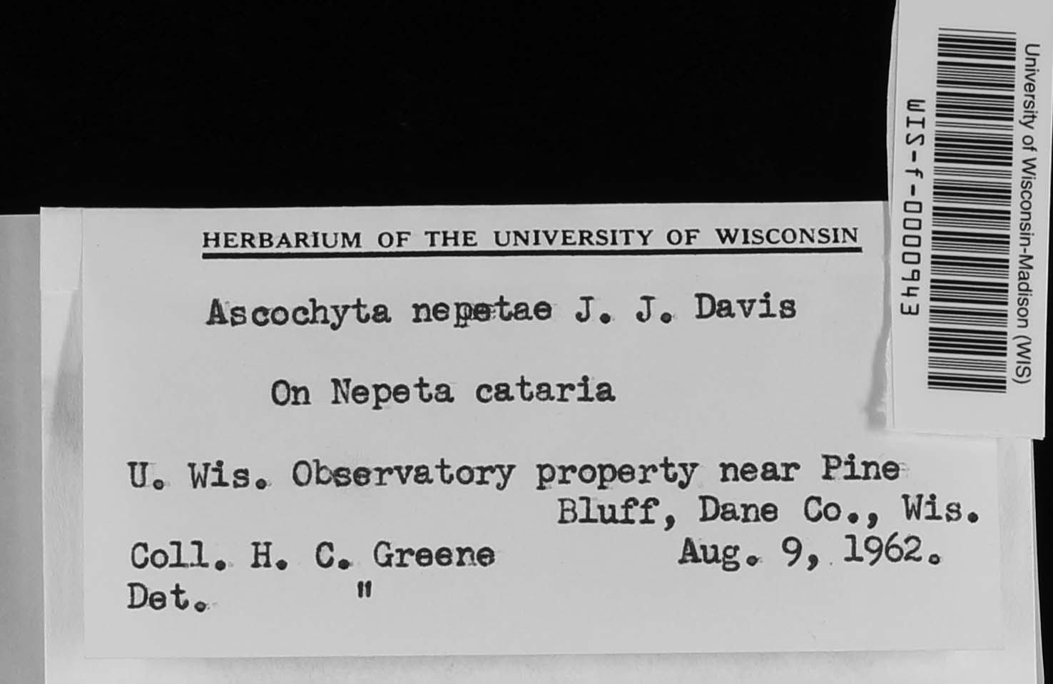 Ascochyta nepetae image