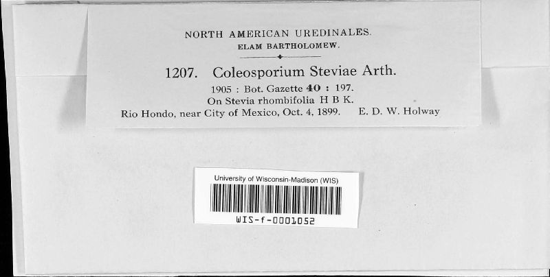 Coleosporium steviae image