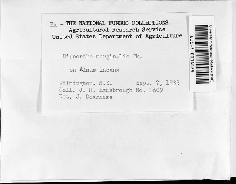 Diaporthe marginalis image