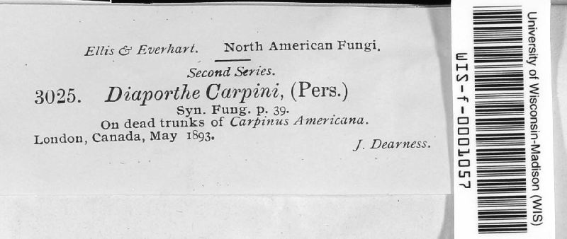 Diaporthe carpini image
