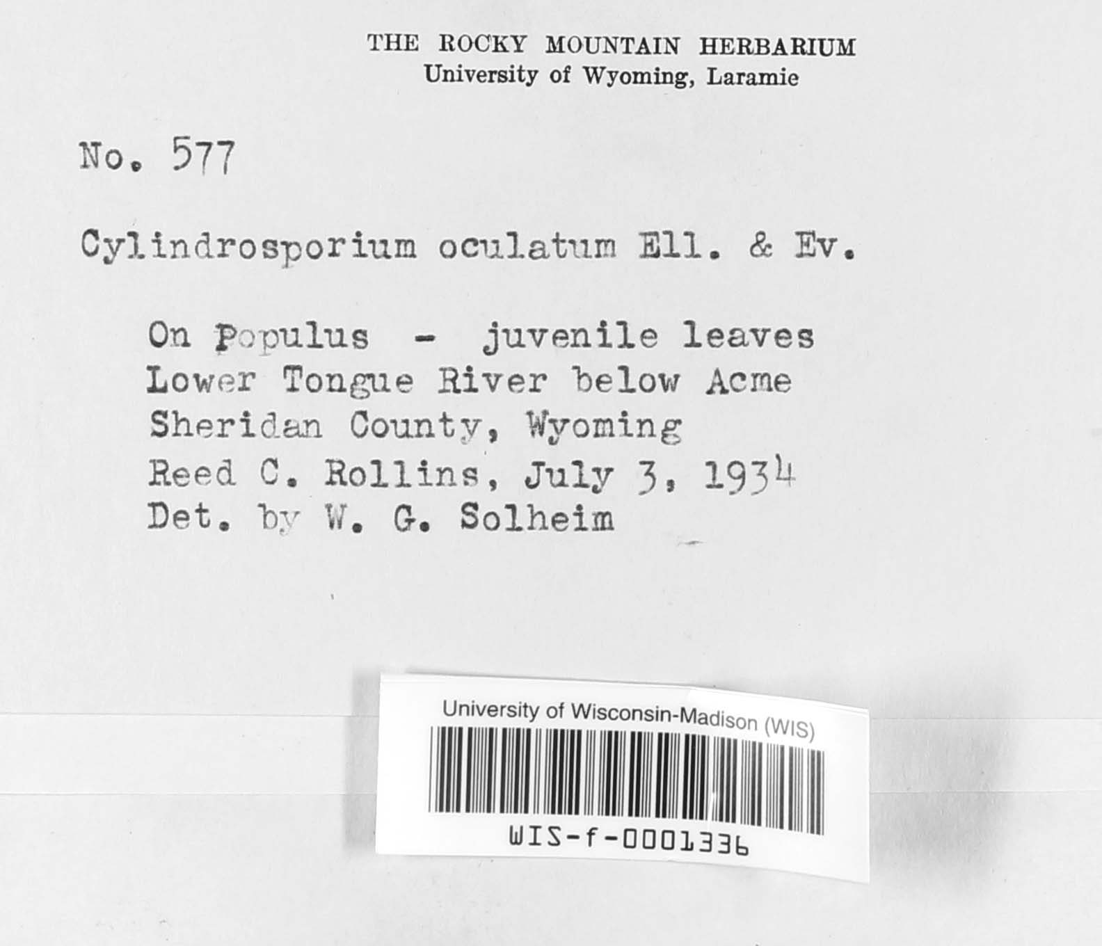 Sphaerulina musiva image