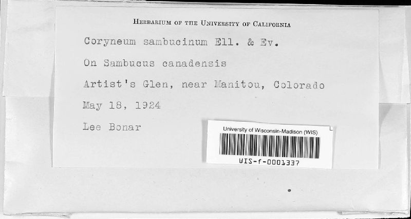 Coryneum sambucinum image