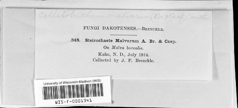 Colletotrichum malvarum image