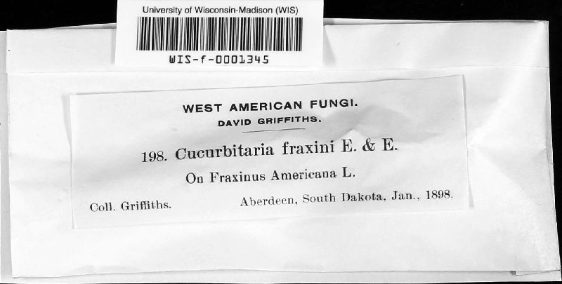 Cucurbitaria fraxini image