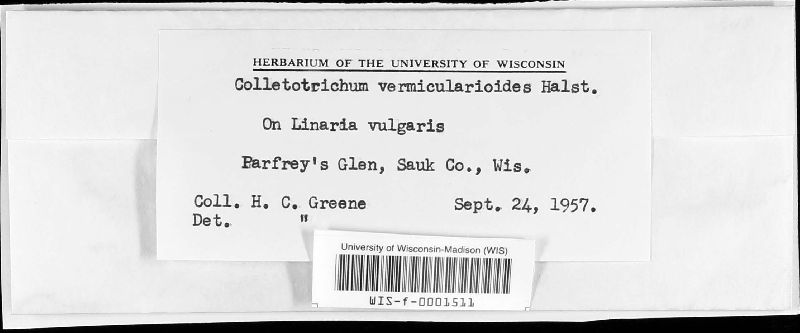 Colletotrichum vermicularioides image