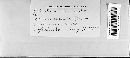 Claviceps purpurea image