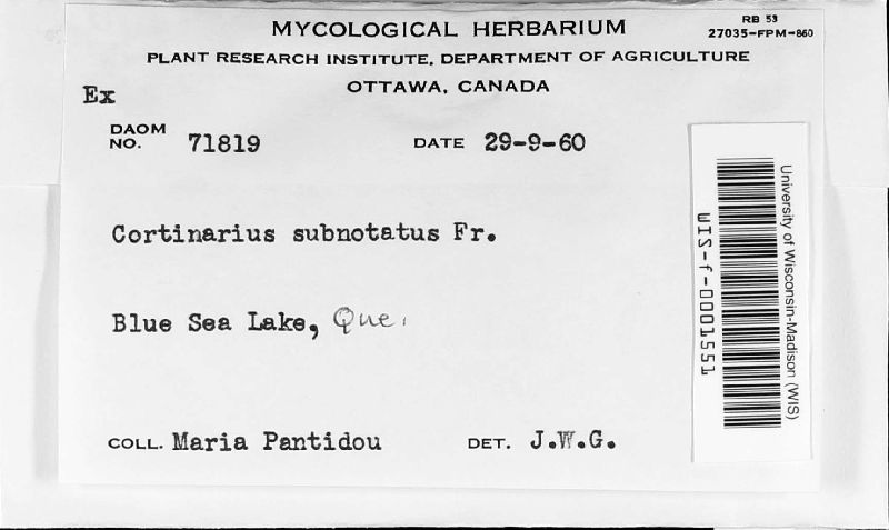 Cortinarius subnotatus image