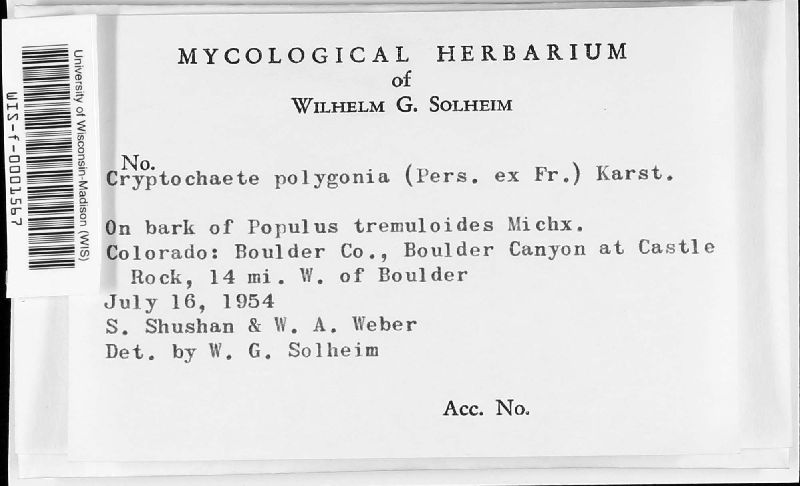 Cryptochaete polygonia image