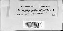Coleosporium asterum image