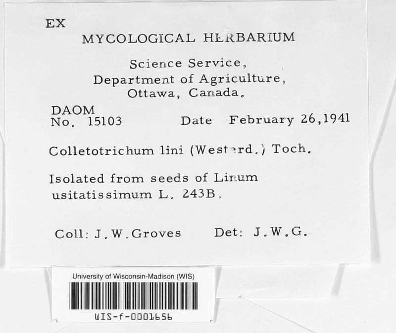 Colletotrichum lini image