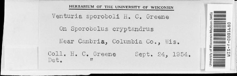 Coleroa sporoboli image