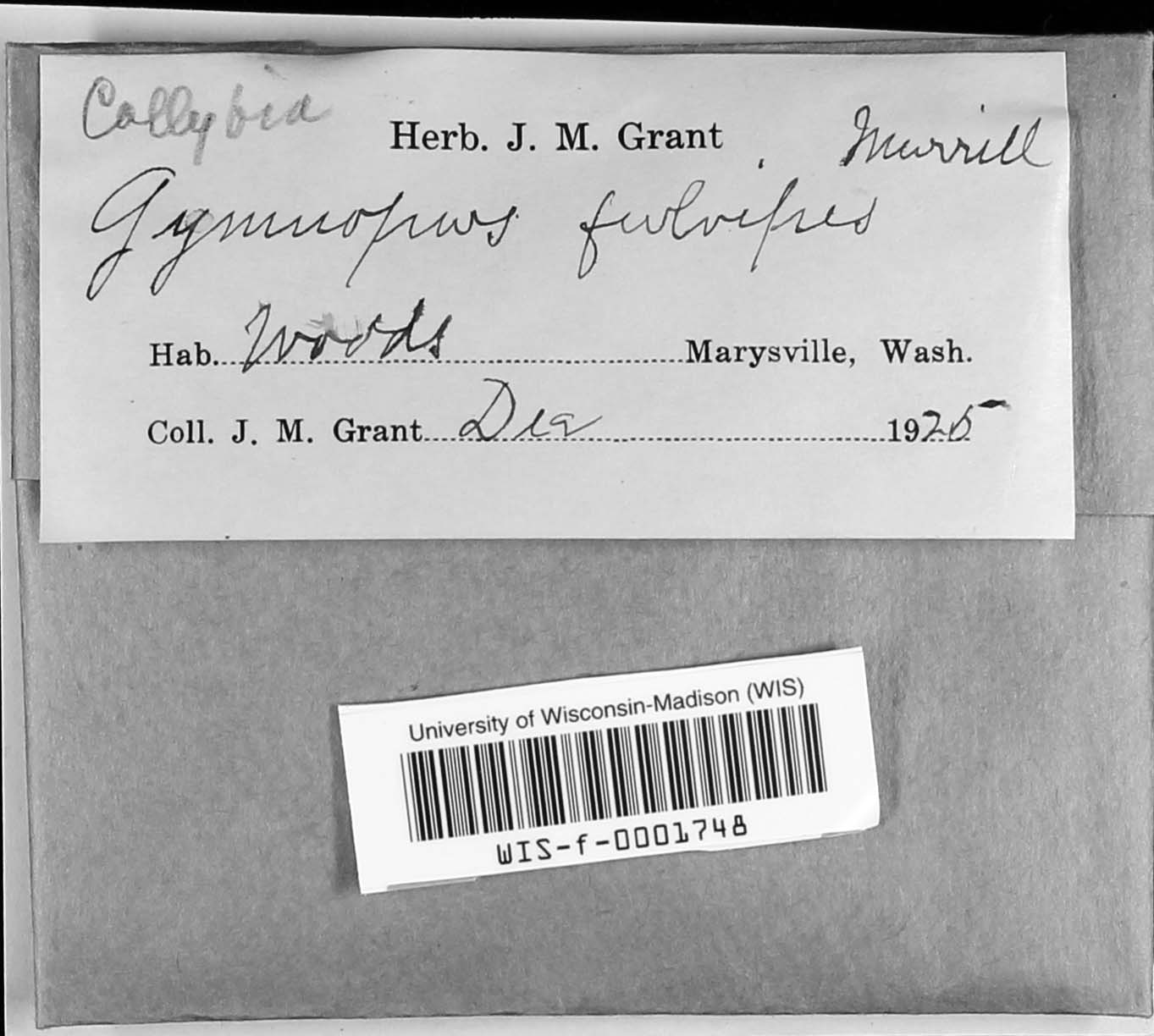 Collybia fulvipes image