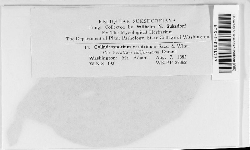 Cylindrosporium veratrinum image