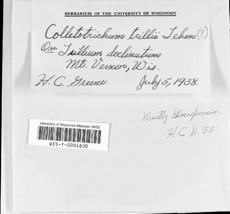 Colletotrichum trillii image