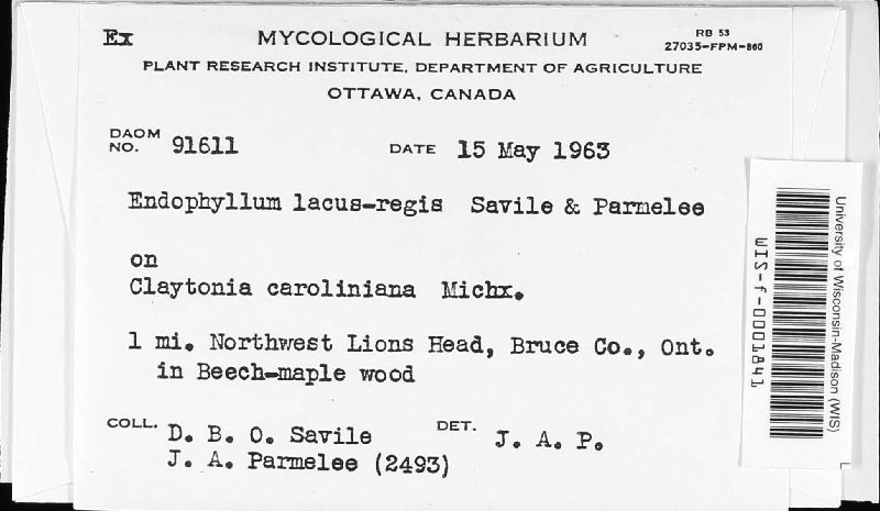 Endophyllum lacus-regis image