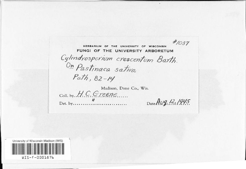 Phloeospora crescentium image