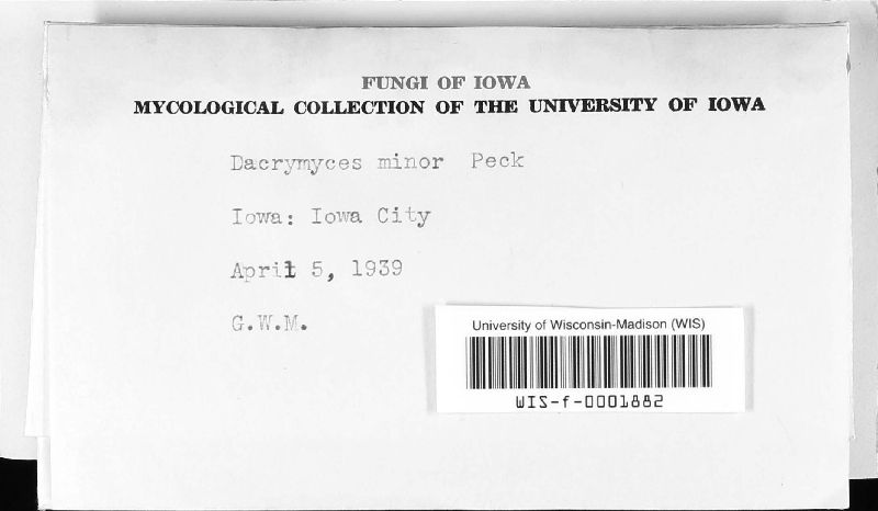 Dacrymyces minor image