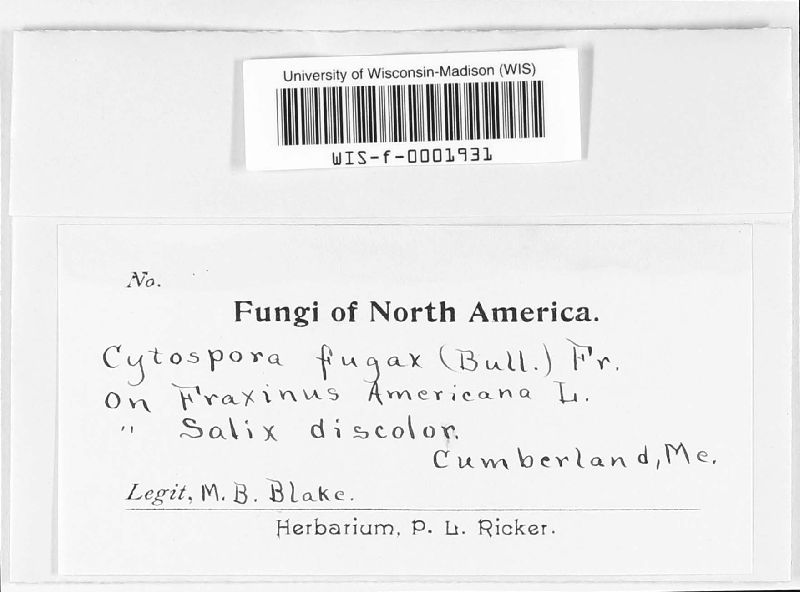 Cytospora fugax image