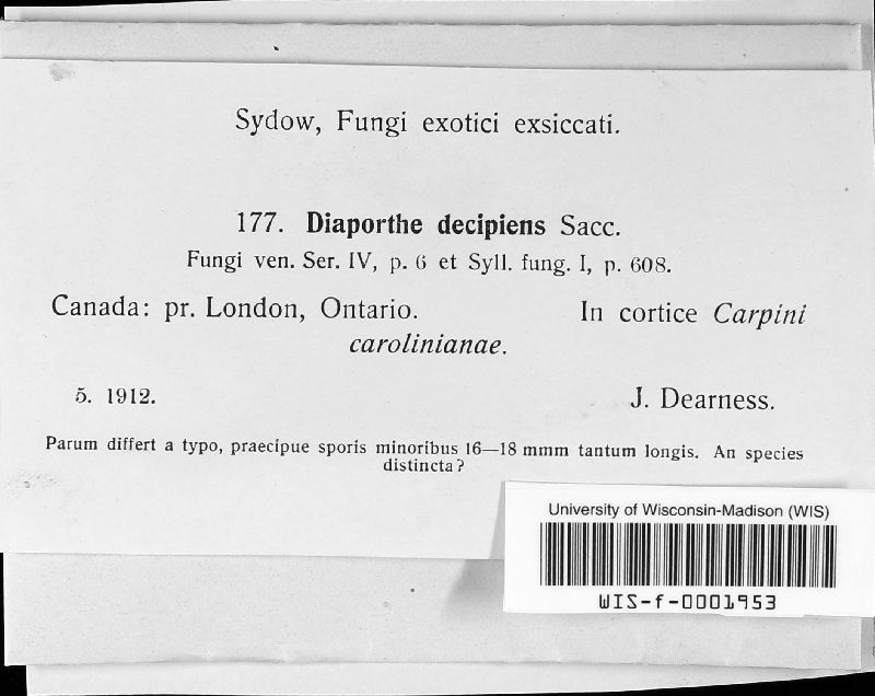 Diaporthe decipiens image