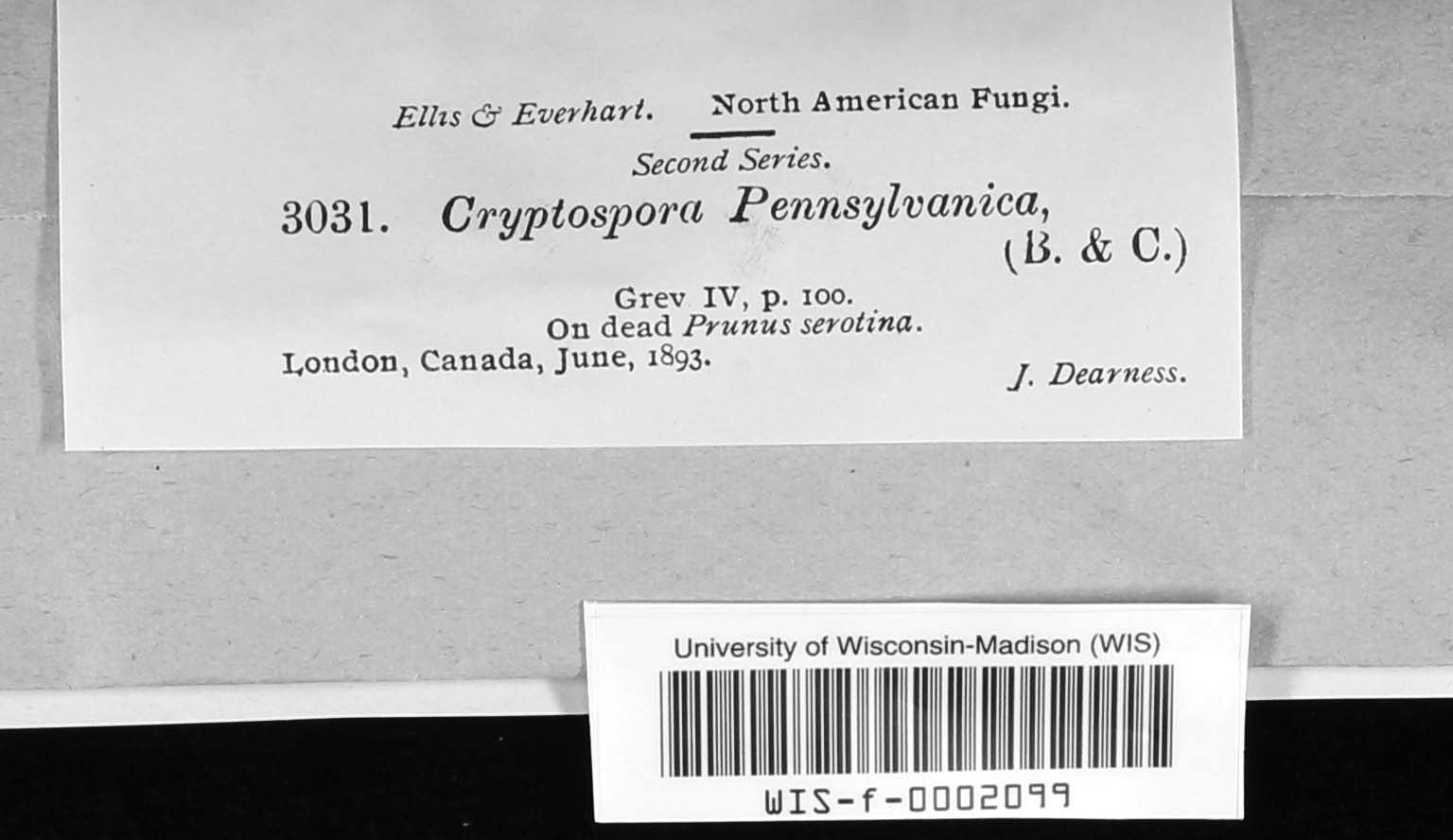 Diaporthe pennsylvanica image