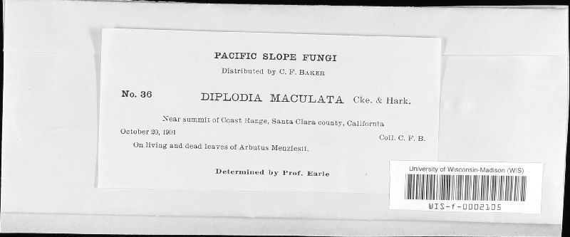 Diplodia maculata image